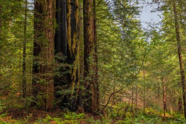 California Redwoods ormandaki dev Sekoya ağaçları