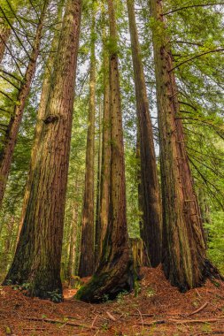 California Redwoods ormandaki dev Sekoya ağaçları
