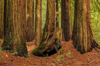 SEQUOIAS California Redwoods ormanda yosunlu ağaç gövdeleri