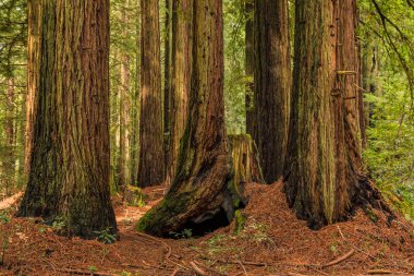 SEQUOIAS California Redwoods ormanda yosunlu ağaç gövdeleri
