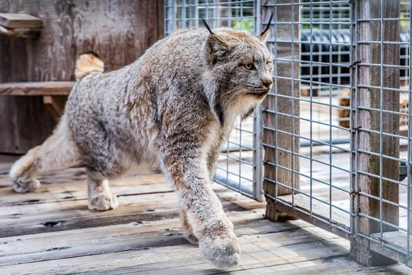 Lince canadense selvagem em uma gaiola em um santuário — Fotografia de Stock