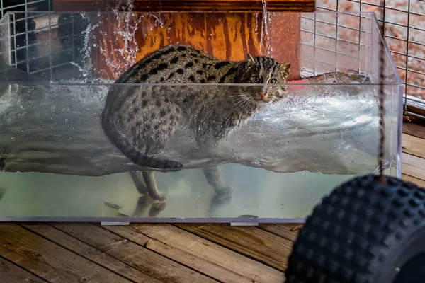 Gato de pesca selvagem em um tanque de água em um santuário — Fotografia de Stock
