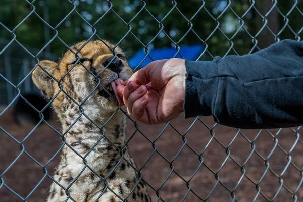 Chita selvagem comendo carne em uma gaiola em um santuário — Fotografia de Stock