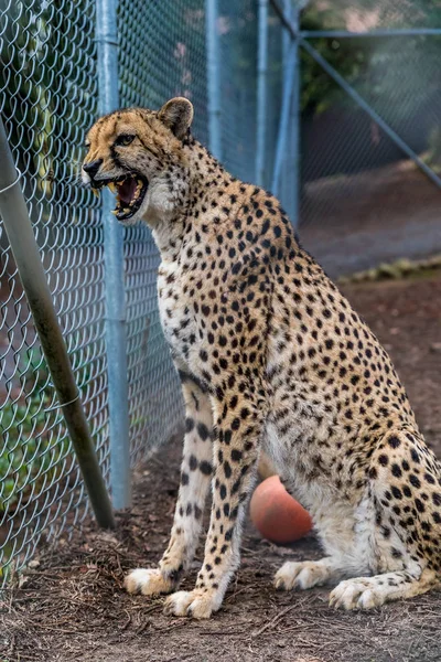 Chita selvagem em uma gaiola em um santuário — Fotografia de Stock