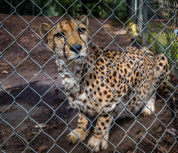 Chita selvagem em uma gaiola em um santuário — Fotografia de Stock