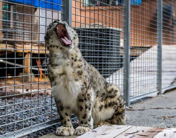 Wild snow leopard yawning in a cage at a sanctuary — Stock Photo, Image
