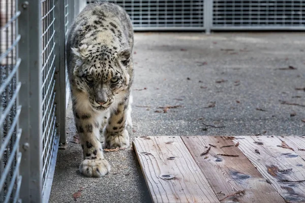 Leopardo da neve selvagem em uma gaiola em um santuário — Fotografia de Stock