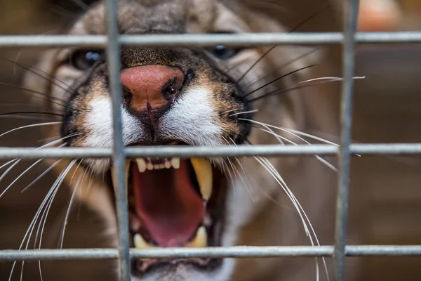 Leão selvagem da Califórnia a rosnar numa gaiola num santuário — Fotografia de Stock