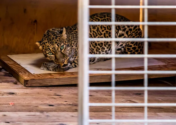 Leopardo selvagem escondido em uma jaula em um santuário — Fotografia de Stock