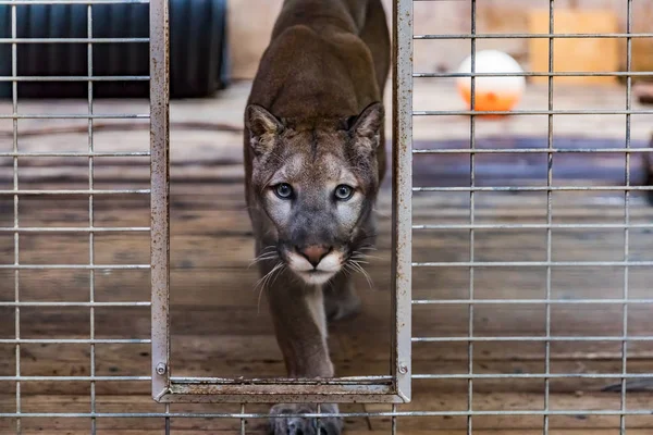 Leão selvagem da Califórnia numa jaula num santuário — Fotografia de Stock