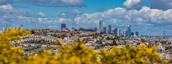 San Francisco manzarası panorama ön plana çiçek açan çiçeklerle — Stok fotoğraf