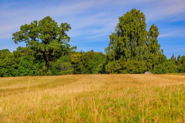 Sonbahar manzara sarı çim ve t üzerinde yeşil yaprakları ile