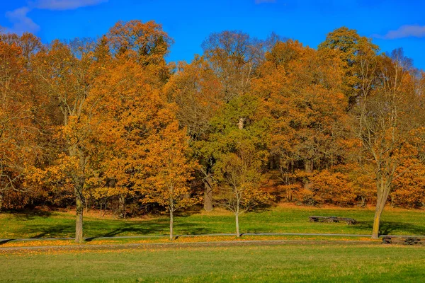 O sonbahar manzara alanlar sarı çim ve renkli yaprak — Stok fotoğraf