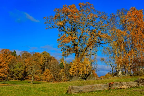 Paysage automnal avec champs d'herbe jaune et feuilles colorées o — Photo