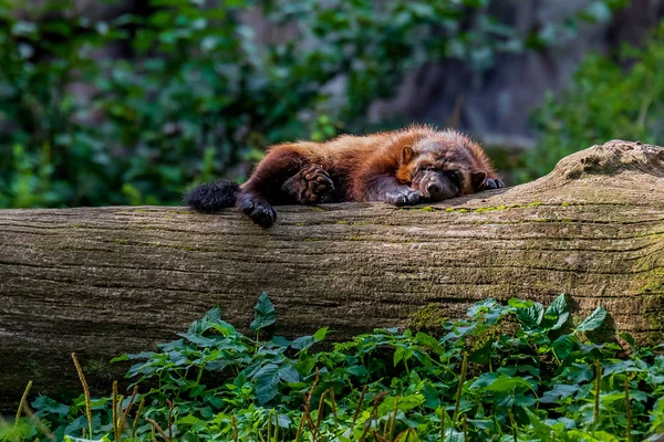 Large wolverine sleeping on a log — Stock Photo, Image