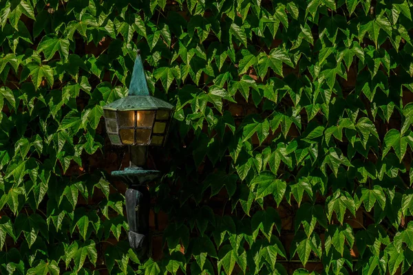 Nahaufnahme einer Ziegelmauer, die mit Efeu und einem antiken Licht bedeckt ist — Stockfoto