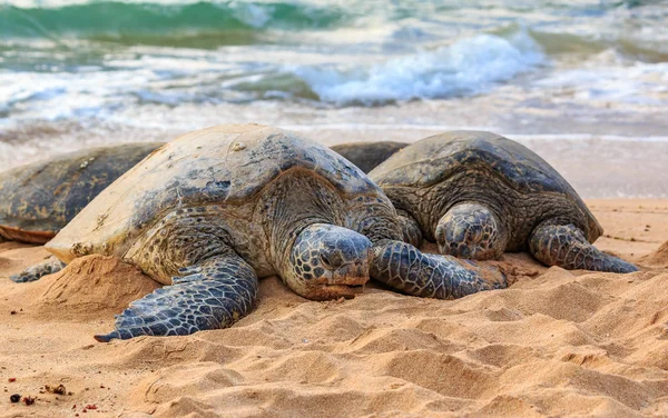 ノース ショアのビーチで絶滅危惧種ハワイアン グリーン ウミガメ — ストック写真