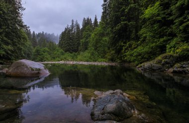 Kanada, Vancouver 'daki Lynn Canyon Park Ormanı' nda bulutlu bir günde gölün berrak suyuna yansıyan çam ağaçları.