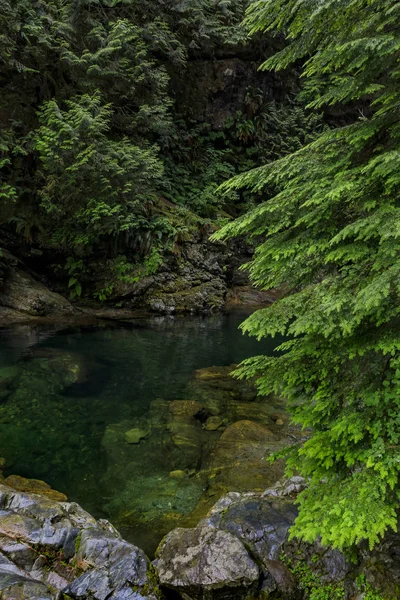 在加拿大温哥华林肯恩公园森林的多云天气里，松树在清澈的湖水中反射出来 — 图库照片