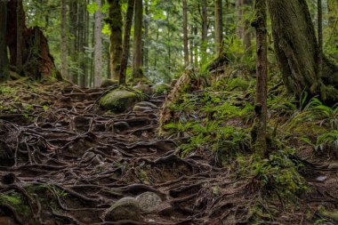 Vancouver, Kanada 'daki Lynn Canyon Park Ormanı' ndaki bir tepenin yamacında büyüyen eğri büğrü büğrü büğrü eğimli çam ağacı kökleri.