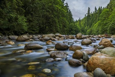 Kanada, Vancouver 'daki Lynn Canyon Park Ormanı' nda bulutlu bir günde gölün berrak suyuna yansıyan çam ağaçları.