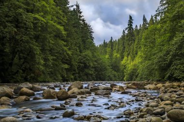Kanada, Vancouver 'daki Lynn Canyon Park Ormanı' nda bulutlu bir günde gölün berrak suyuna yansıyan çam ağaçları.