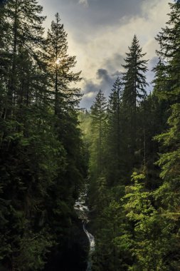 Lynn Canyon Park Ormanı 'nda bir dağ yamacındaki çam ağaçları. Vancouver Kanada' da bulutlu bir günde güneş gözlüyor.