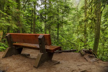 Kanada, Vancouver 'daki Lynn Canyon Park Ormanı' nda yağmurlu bir günde çam ağaçlarının arasında bir tepenin yamacındaki ahşap bank.