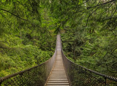 Kanada, Vancouver 'daki Lynn Canyon Park ormanındaki bir dağdaki çam ağaçlarının arasında, nehrin üzerindeki eski asma köprü.