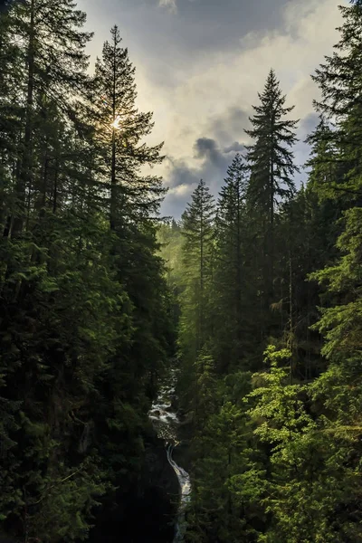 在加拿大温哥华，林肯恩公园森林山腰上的松树，在阴天里，阳光透过山腰窥视 — 图库照片