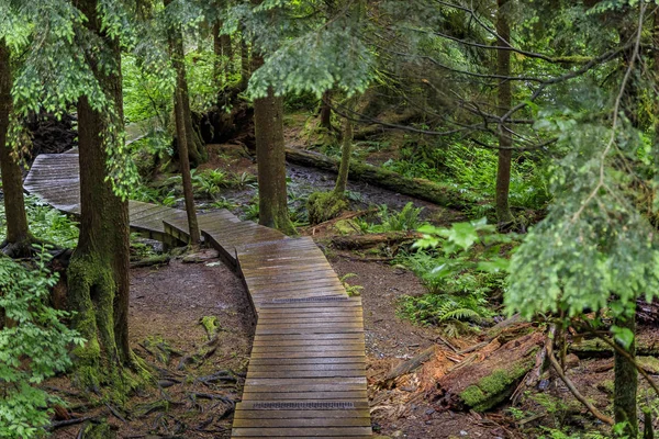 加拿大温哥华林肯恩公园森林中的木制楼梯和松树间的小径 — 图库照片