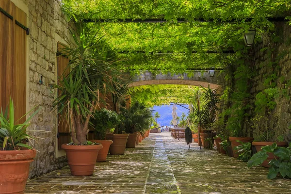 Stenen muren en groene steeg in een 15e eeuwse Citadel in de oude stad van Budva Montenegro in de Balkan aan de Adriatische Zee — Stockfoto