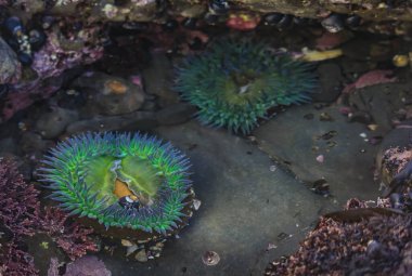 San Francisco 'nun güneyindeki Fitzgerald Deniz Rezervi' ndeki gel-git havuzunda dev bir yeşil anemon.