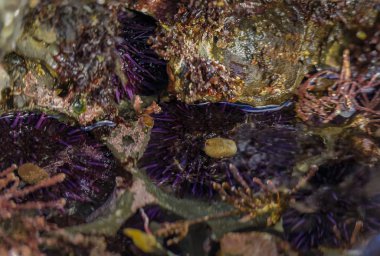 Kuzey Kaliforniya 'daki Fitzgerald Deniz Rezervi' nde Pasifik Okyanusu 'ndaki deniz kestaneleri. San Francisco' nun güneyindeki Körfez Bölgesi.