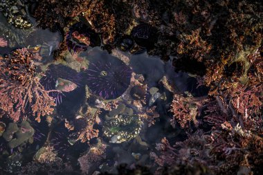 Kuzey Kaliforniya 'daki Fitzgerald Deniz Rezervi' nde Pasifik Okyanusu 'ndaki deniz kestaneleri. San Francisco' nun güneyindeki Körfez Bölgesi.