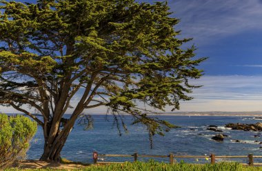 Pasifik kıyısı selvi ağacı ve okyanus dalgaları ABD 'nin Monterey eyaletinin Pacific Grove kentindeki engebeli Kuzey Kaliforniya kıyı şeridine çarpıyor.