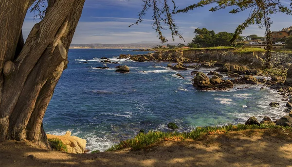 Panorama Costa Pacífica Con Ciprés Olas Del Océano Que Estrellan —  Fotos de Stock