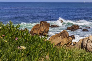 Pasifik Okyanusu dalgalar çökmesini Monterey'de engebeli Kuzey Kaliforniya Sahil ön planda pembe ve sarı çiçekli