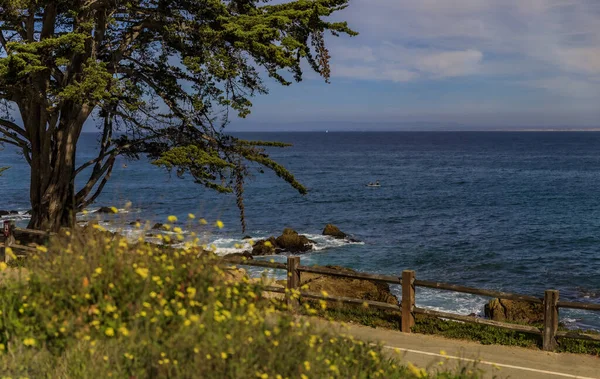 Ciprés Costa Del Pacífico Olas Del Océano Que Estrellan Los —  Fotos de Stock