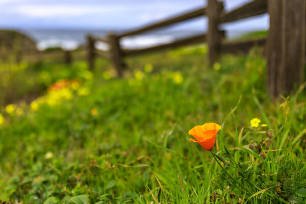 Green meadow covered in spring flowers with a California poppy, Pacific Ocean in Northern California in the background, Moss Beach near San Francisco