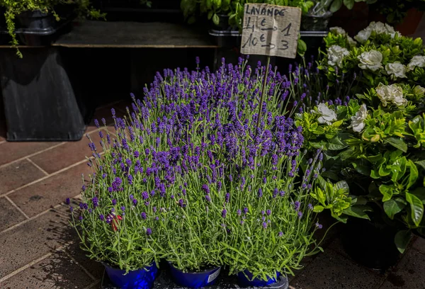 Barevné Květináče Levandule Květu Trhu Nice Jihu Francie Cenovou Značkou — Stock fotografie