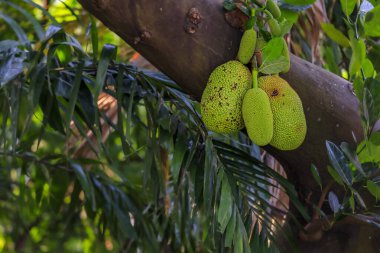 Singapur 'da bir ağaçta yetişen taze yeşil meyve sürüsü.