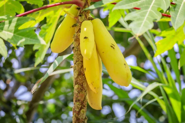 Frische Gelbe Papaya Wächst Auf Einem Baum Singapur Mit Verschwommenem — Stockfoto
