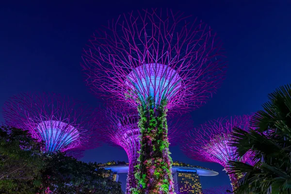 Garden Rhapsody, kolorowe światło show w Supertree Grove Gardens nad zatoką w Singapurze, popularna atrakcja turystyczna — Zdjęcie stockowe