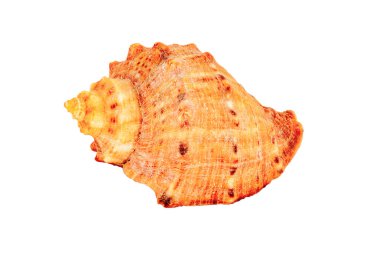 beyaz izole cockleshell