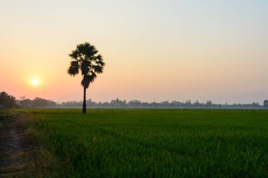Gündoğumu, palmiye ağacı ile yeşil alan