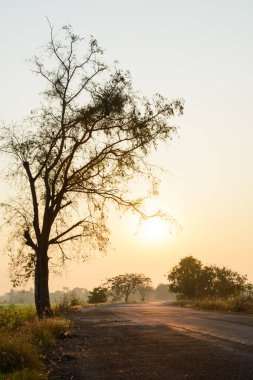 Ağaç ve gündoğumu Road'da silüeti