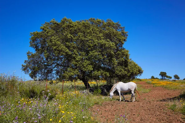 Dehesa grasland door via de la Plata manier Spanje — Stockfoto