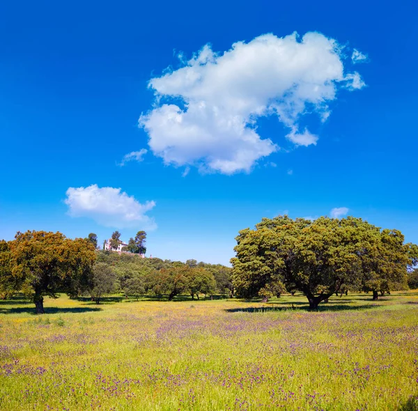 Dehesa grasland via de la plata weg spanien — Stockfoto