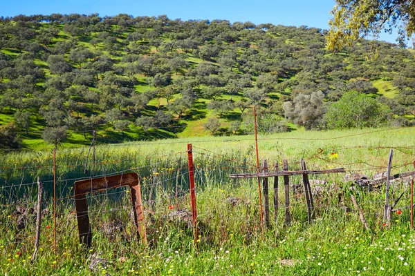 Dehesa grasland via de la plata weg spanien — Stockfoto